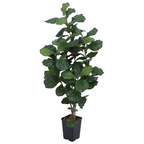 Fiddle Leaf Ficus in Plastic Pot